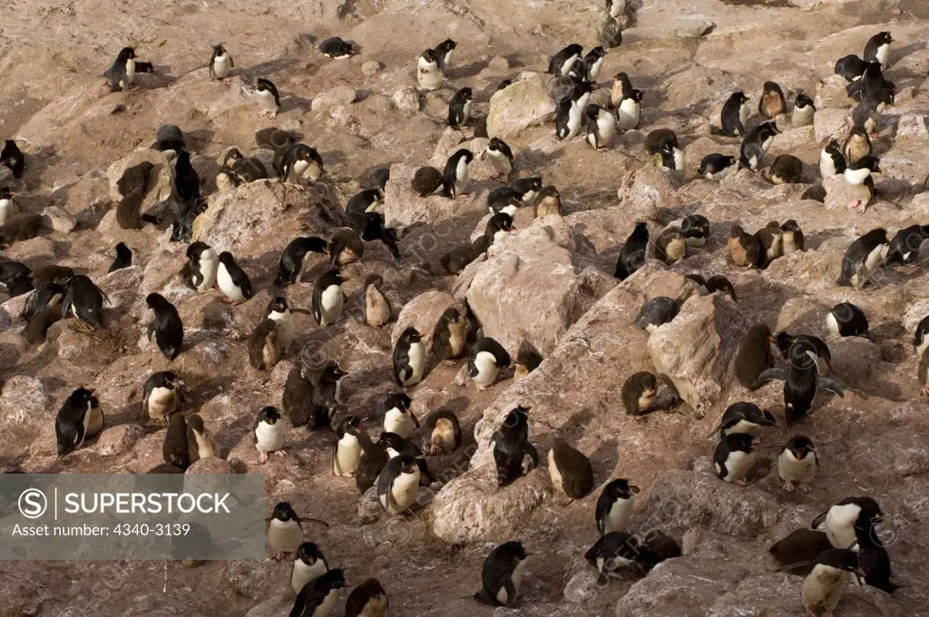 Falkland Islands, New Island, Macaroni penguins (Eudyptes chrysolophus) colony
