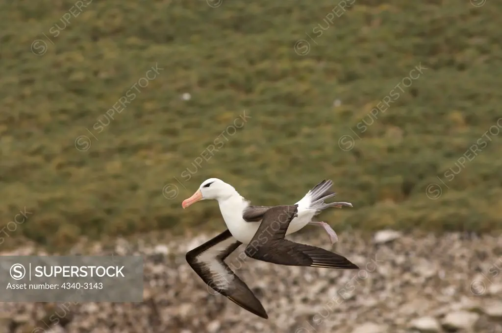 Falkland Islands, New Island, Black-browed albatross (Diomedea melanophris), adult in flight