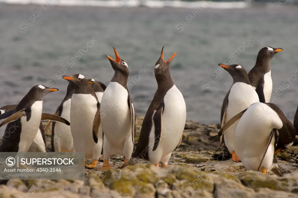 Falkland Islands, Beaver Island, Gentoo penguins (Pygoscelis papua), group of adults on Atlantic Ocean