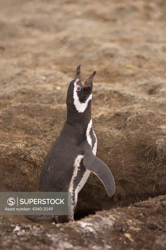 Falkland Islands, Magellanic penguin (Spheniscus magellanicus), guarding its burrow