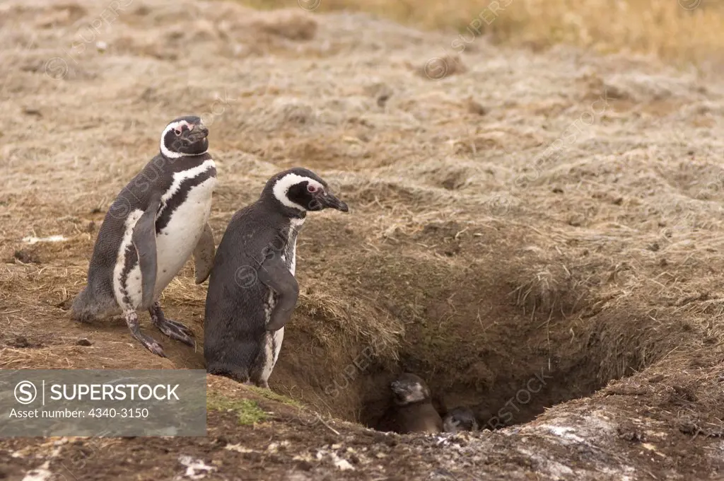 Falkland Islands, Magellanic penguin (Spheniscus magellanicus), parents with newborn chicks