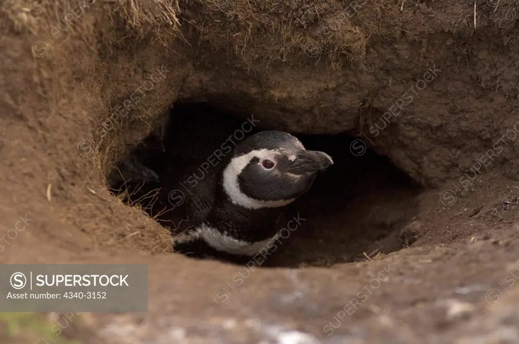 Falkland Islands, Magellanic penguin (Spheniscus magellanicus), adult guarding its burrow