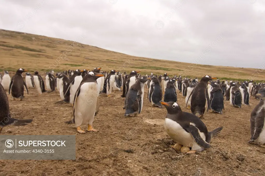 Falkland Islands, Beaver Island, Gentoo penguin (Pygoscelis papua), adult sitting on eggs