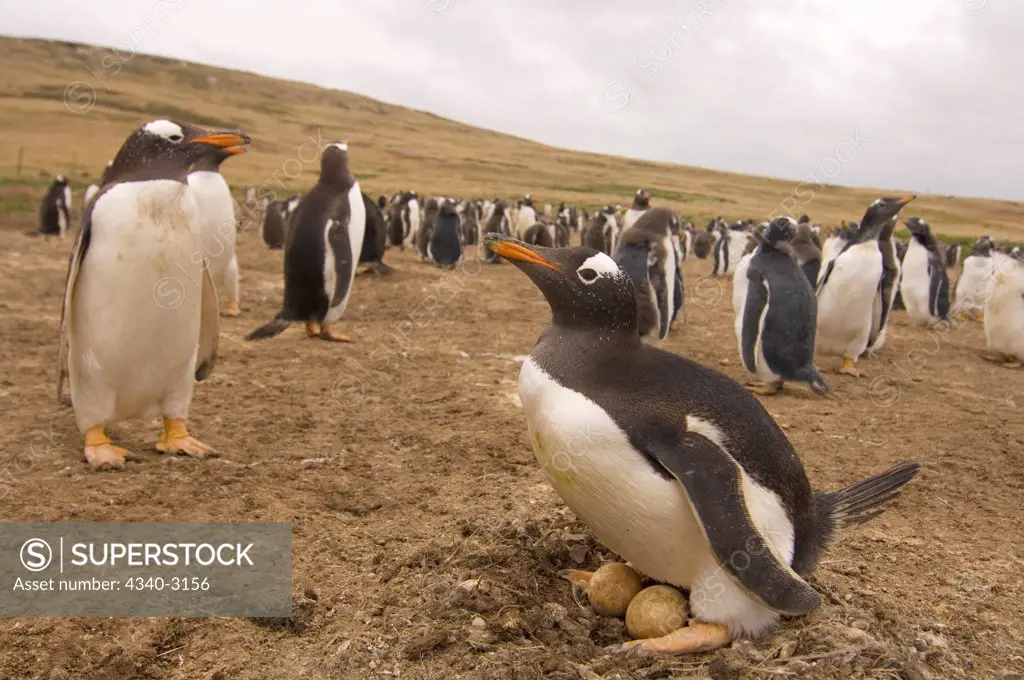 Falkland Islands, Beaver Island, Gentoo penguin (Pygoscelis papua), adult sitting on eggs