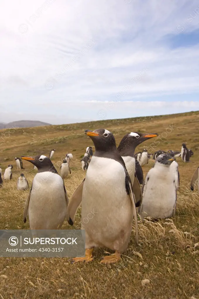 Falkland Islands, Beaver Island, Gentoo penguin (Pygoscelis papua), adults at rookery