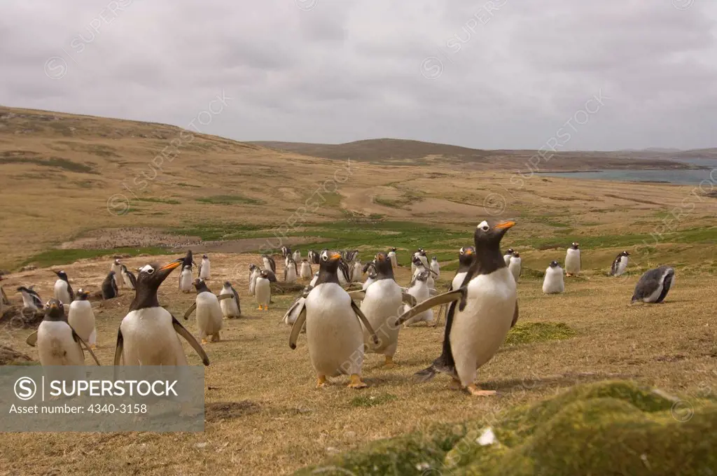 Falkland Islands, Beaver Island, Gentoo penguin (Pygoscelis papua)