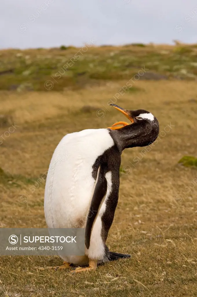 Falkland Islands, Beaver Island, Gentoo penguin (Pygoscelis papua), adult grooming itself
