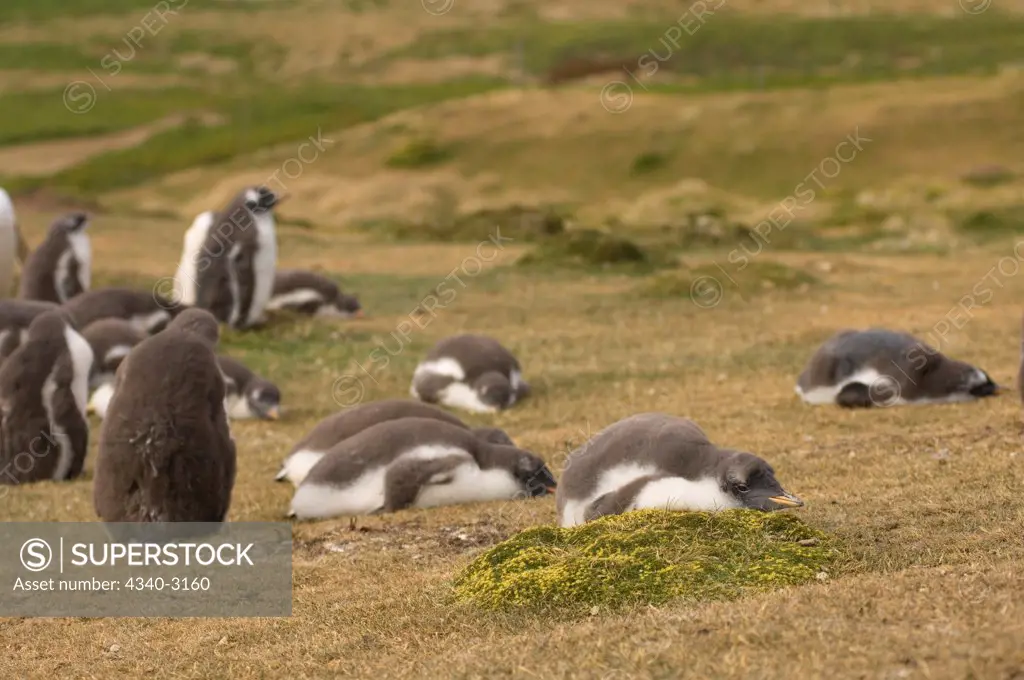 Falkland Islands, Beaver Island, Gentoo penguin (Pygoscelis papua), chicks sleeping