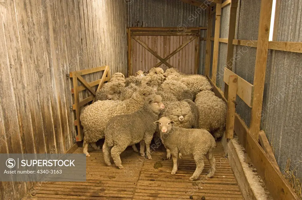 Falkland Islands, Beaver Island, Domestic sheep (Ovis aries) at ranch