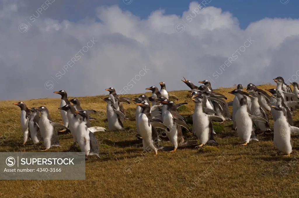 Falkland Islands, Beaver Island, Gentoo penguins (Pygoscelis papua), group of adults walking down hillside