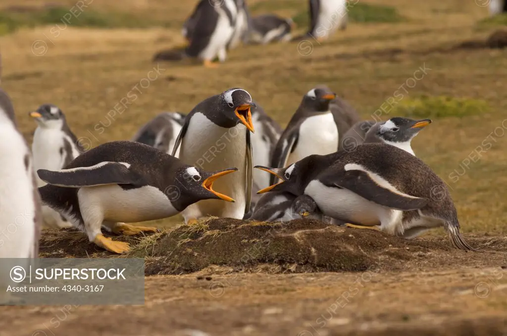 Falkland Islands, Beaver Island, Gentoo penguins (Pygoscelis papua) bickering with one another