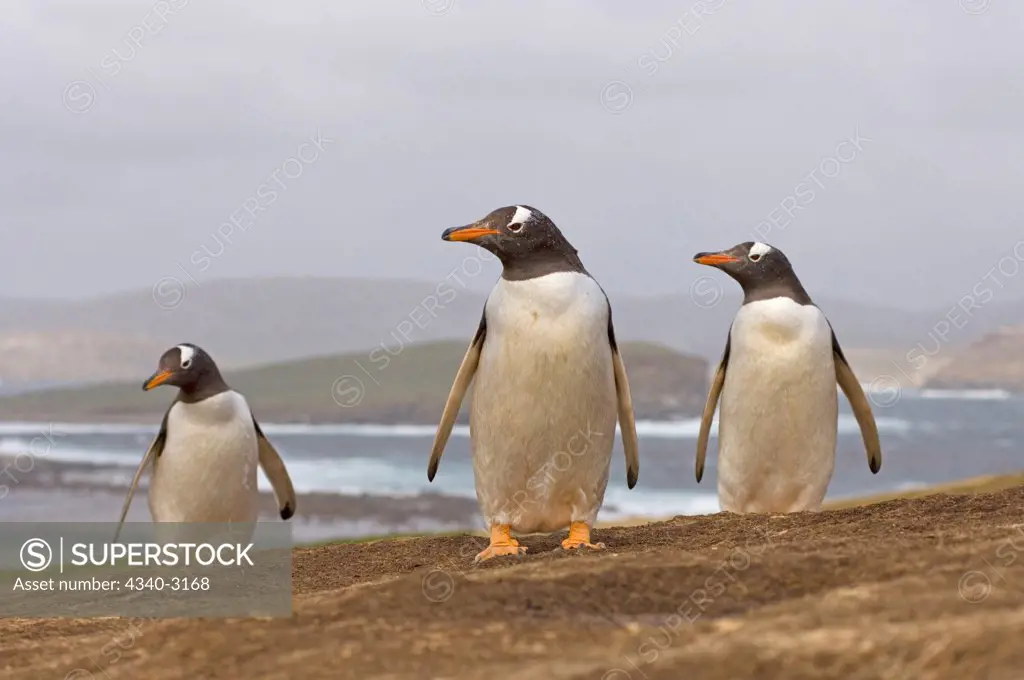 Falkland Islands, Beaver Island, Gentoo penguins (Pygoscelis papua)