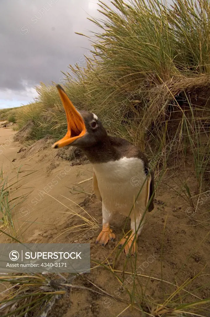 Falkland Islands, Beaver Island, Gentoo penguin (Pygoscelis papua), adult calling