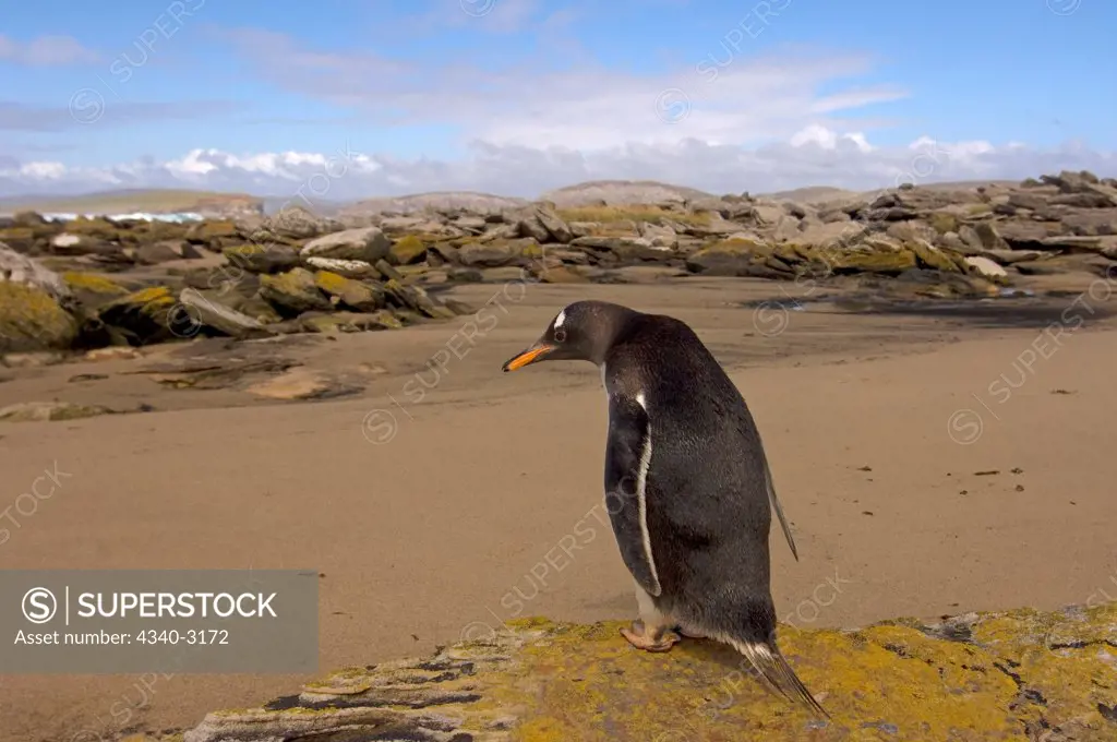 Falkland Islands, Beaver Island, Gentoo penguin (Pygoscelis papua)