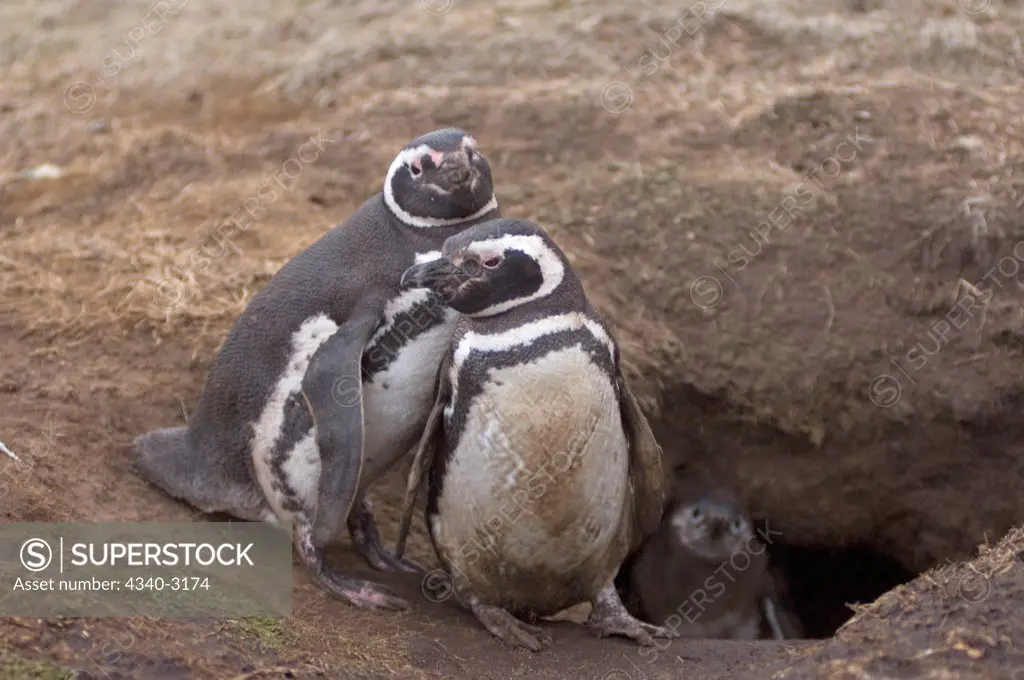 Falkland Islands, Magellanic penguin (Spheniscus magellanicus), parents with chick