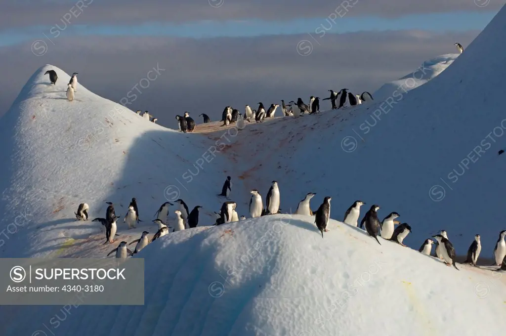 Antarctica, South Shetland Islands, Chinstrap penguins (Pygoscelis antarctica), on iceberg on Southern Ocean