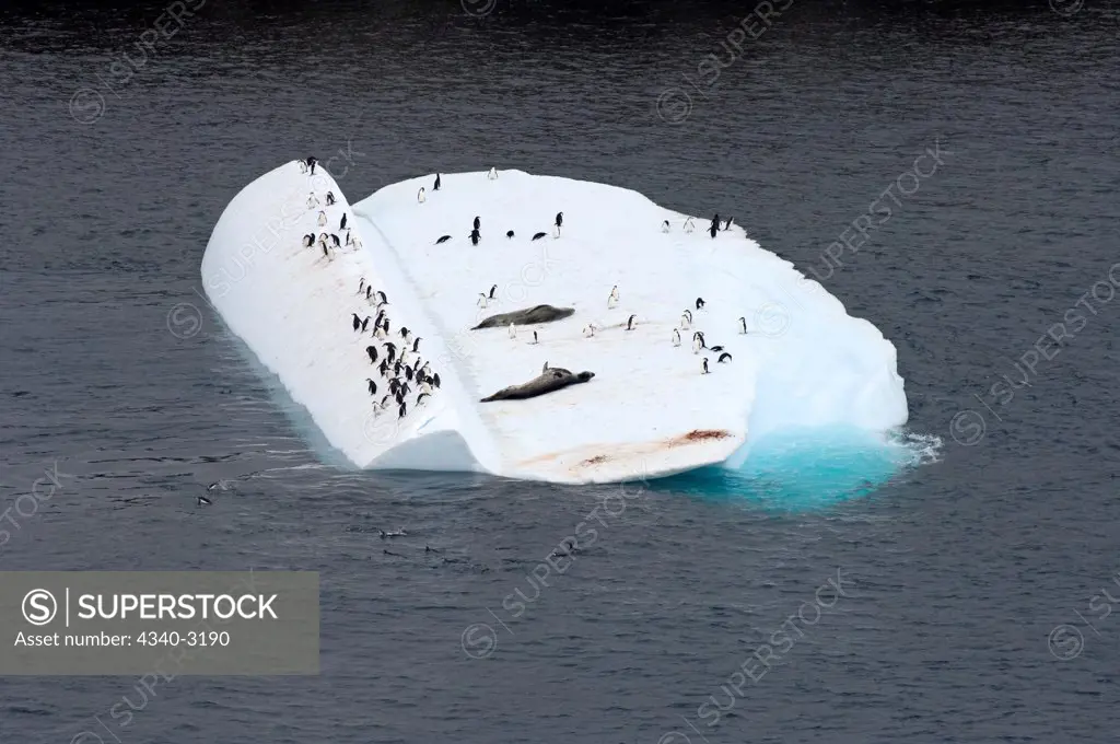 Antarctica, South Shetland Islands, Chinstrap penguins (Pygoscelis antarctica) and leopard seals (Hydrurga leptonyx), sharing iceberg on Southern Ocean
