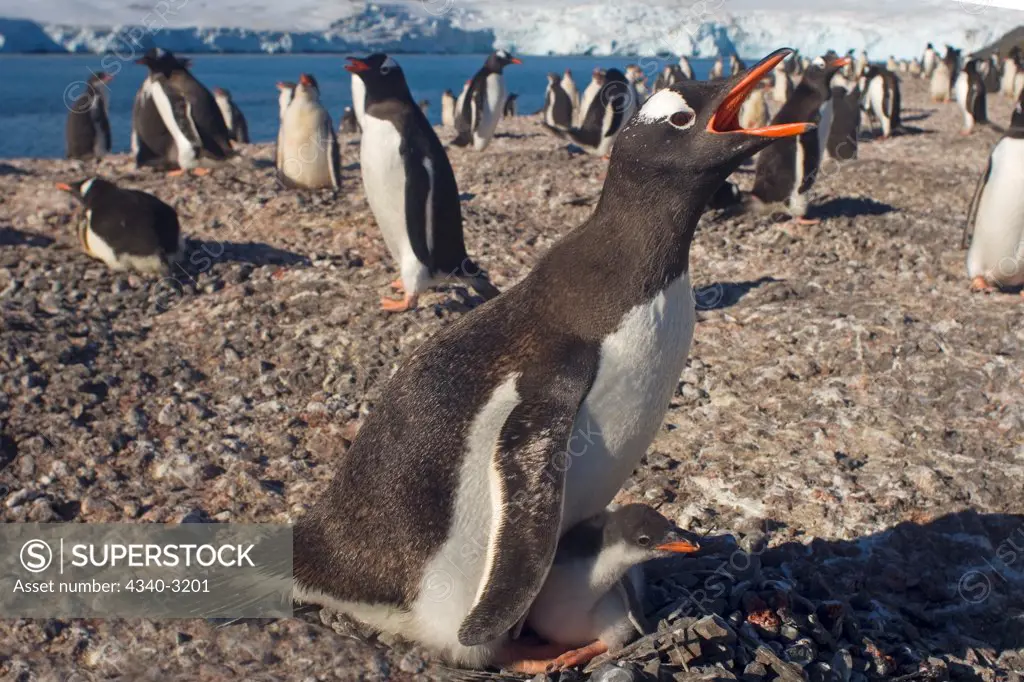Antarctica, South Shetland Islands, Gentoo penguin (Pygoscelis papua), adult with chick on nest by Southern Ocean