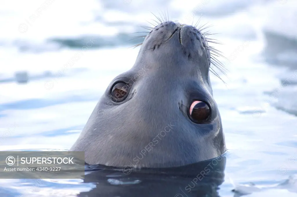 Antarctica, Antarctic Peninsula, Weddell seal (Leptonychotes weddellii) adult in icy waters of Southern Ocean