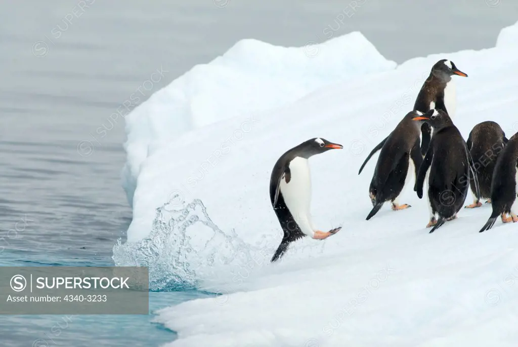 Antarctica, Antarctic Peninsula, Gentoo penguin (Pygoscelis Papua) jumping up onto glacial iceberg floating in Southern Ocean