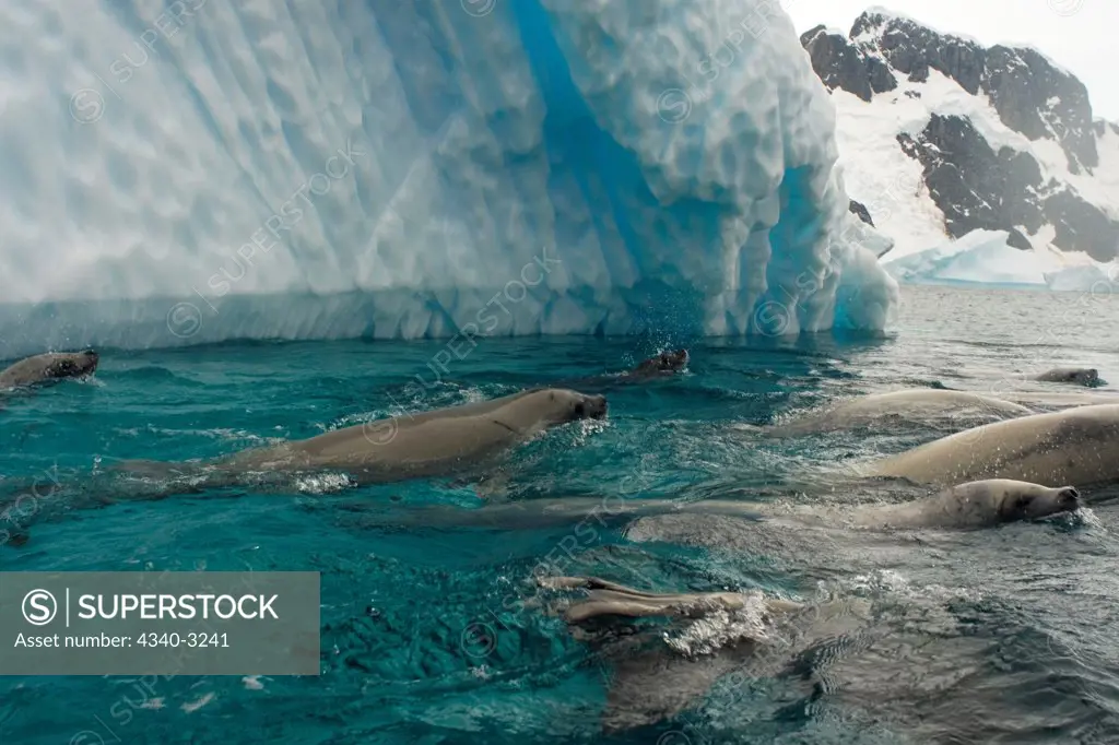 Antarctica, Antarctic Peninsula, Crabeater seals (Lobodon carcinophaga) feeding on school of krill in waters of Southern Ocean