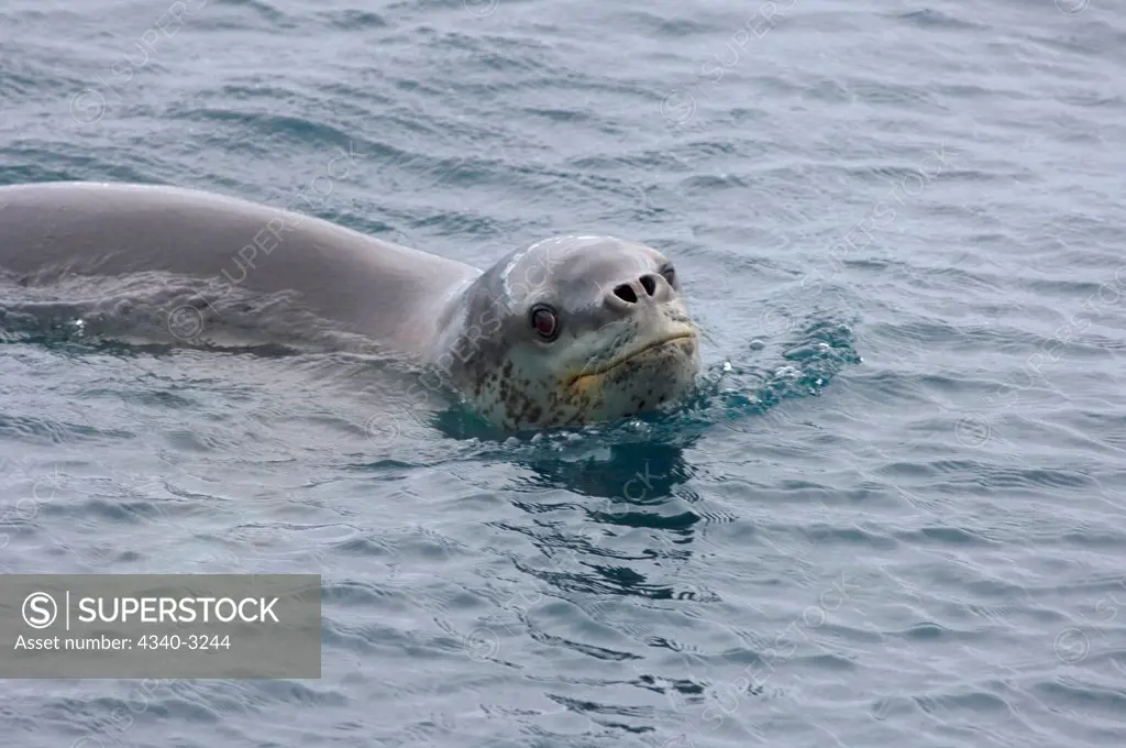 Antarctica, Antarctic Peninsula, Leopard seal (Hydrurga leptonyx), adult in waters of Southern Ocean
