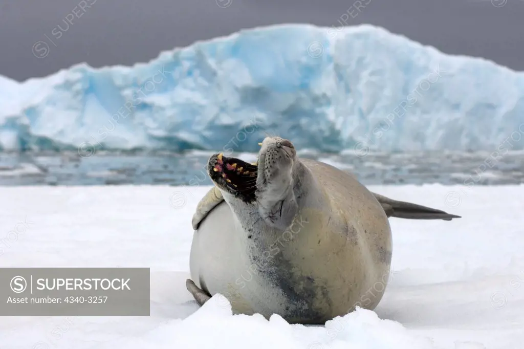 Antarctica, Antarctic Peninsula, Crabeater seal (Lobodon carcinophaga), adult resting on saltwater pan of sea ice by Southern Ocean
