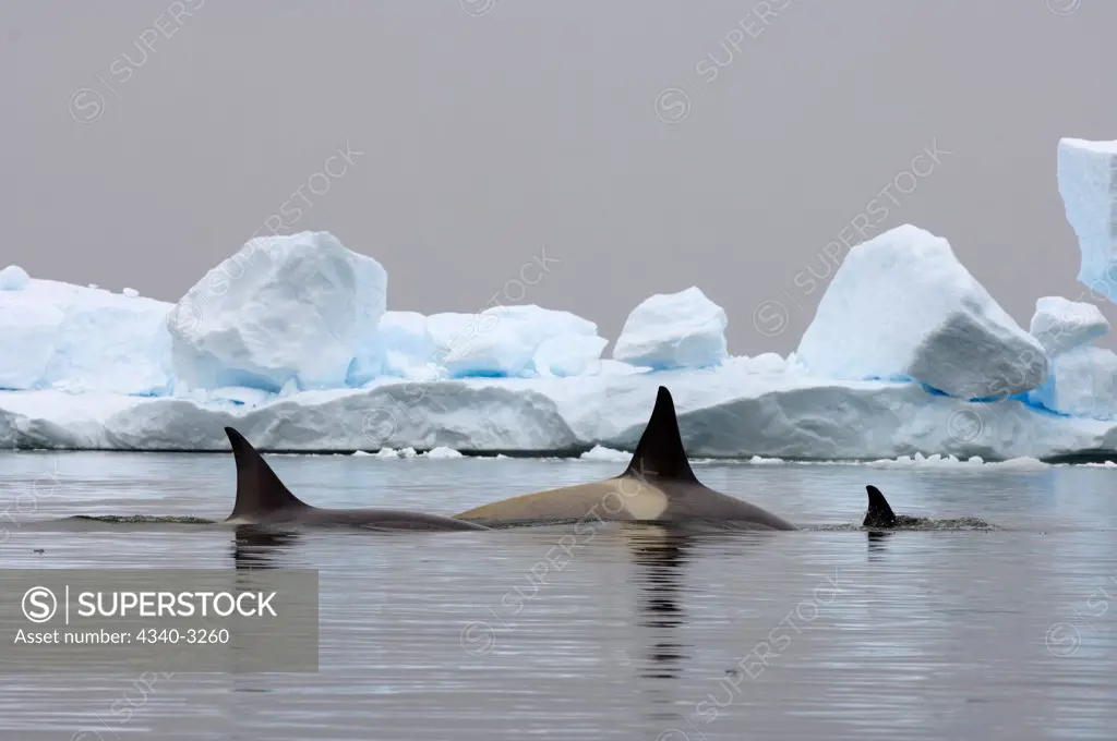 Antarctica, Antarctic Peninsula, Killer whales (Orcinus orca), pod traveling in waters of Southern Ocean