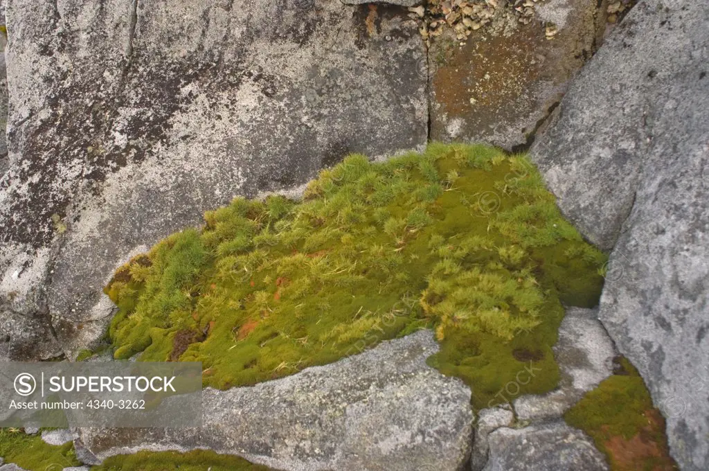 Antarctica, Grass and moss growing on rock along the western Antarctic Peninsula