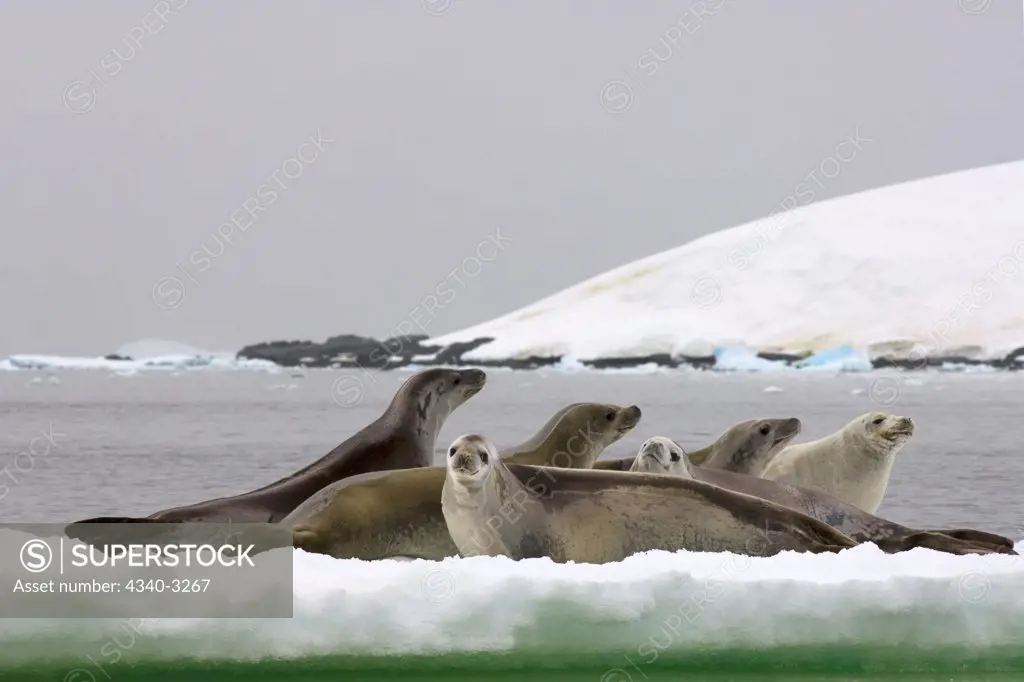 Antarctica, Antarctic Peninsula, Crabeater seal (Lobodon carcinophaga), group resting on glacial ice on Southern Ocean