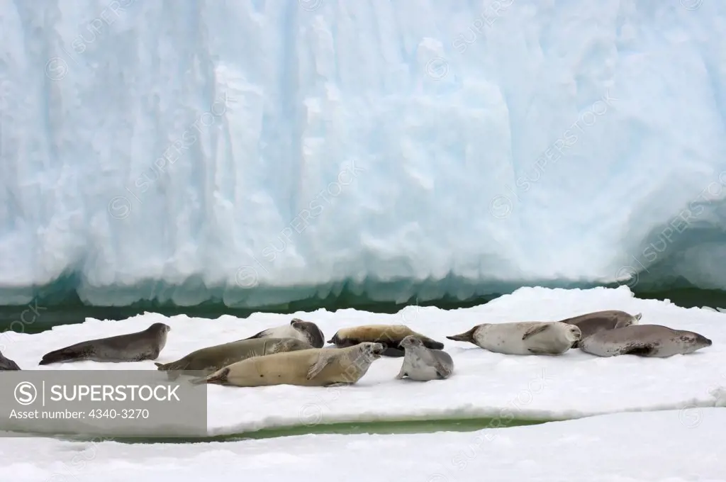 Antarctica, Antarctic Peninsula, Crabeater seal (Lobodon carcinophaga), group resting on saltwater pan of sea ice on Southern Ocean