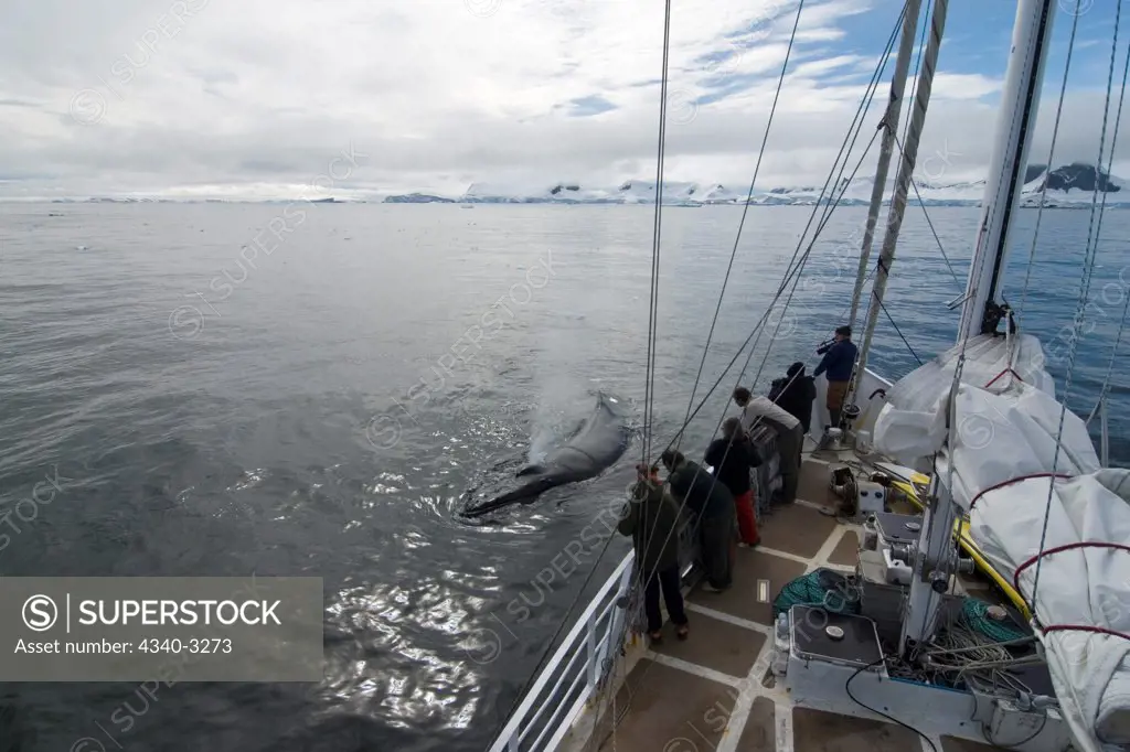 Antarctica, Antarctic Peninsula, Adventure travelers observing humpback whales (Megaptera novaeangliae) in waters of Southern Ocean