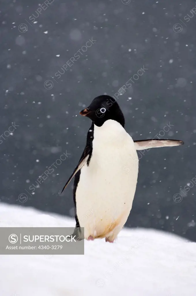 Antarctica, Antarctic Peninsula, Adelie penguin (Pygoscelis Adeliae), adults in falling snow with Antarctic ocean in background