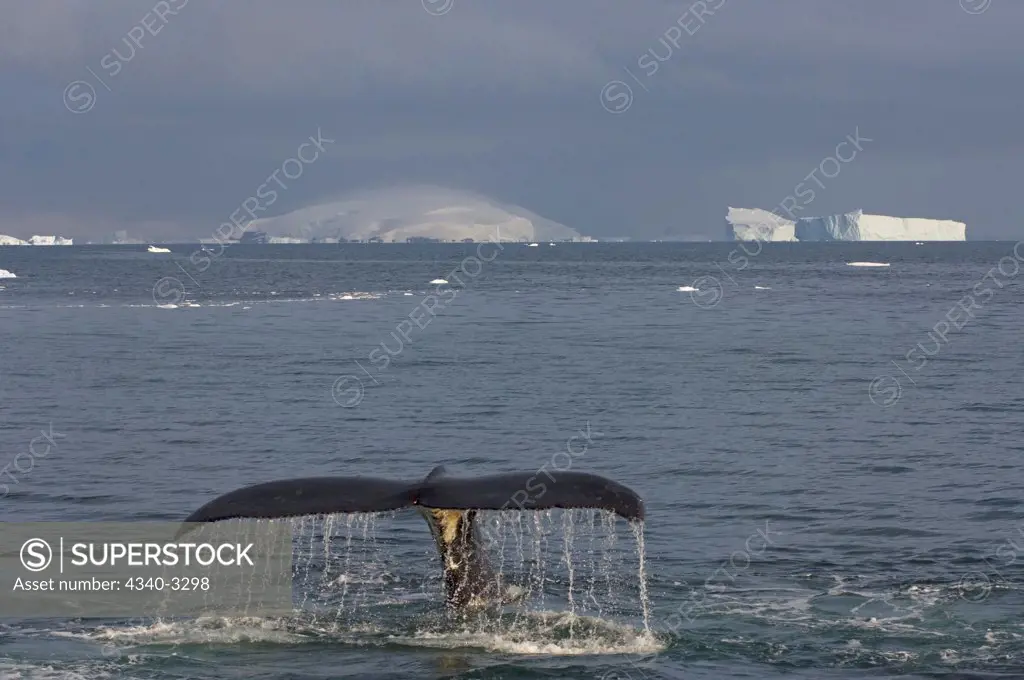 Antarctica, Antarctic Peninsula, Humpback whale (Megaptera novaeangliae) swimming in waters of Antarctic ocean