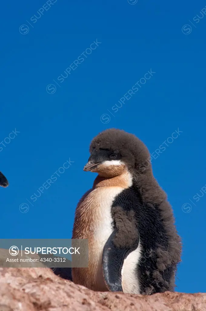 Antarctica, Antarctic Peninsula, Young Adelie penguin (Pygoscelis Adeliae)