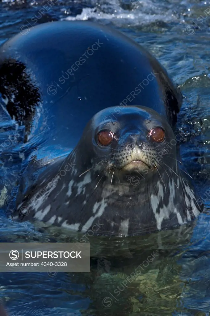Antarctica, Antarctic Peninsula, Weddell seal (Leptonychotes weddellii), adult in waters of Antarctic Ocean