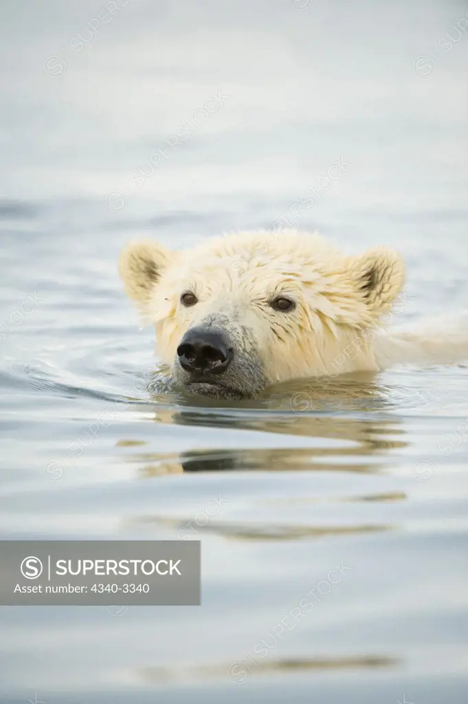 Polar bear (Ursus maritimus) yearling swimming in the Beaufort Sea, Arctic National Wildlife Refuge, North Slope, Alaska, USA