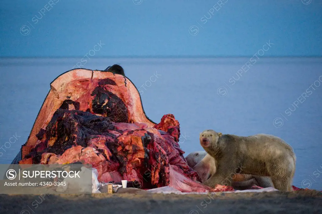 Polar bear (Ursus maritimus) scavenge the carcass of a Bowhead whale (Balaena mysticetus) at coast, Barter Island, North Slope, Alaska, USA