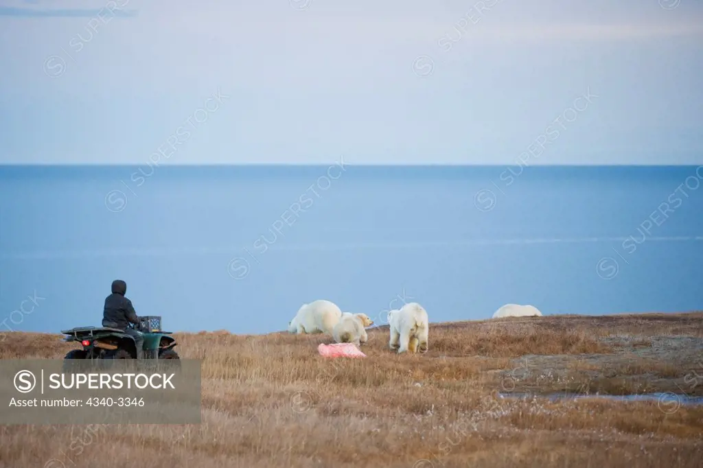 Polar bear (Ursus maritimus) retreat from a chunk of whale blubber as a man on a 4-wheeler approaching, Barter Island, North Slope, Alaska, USA