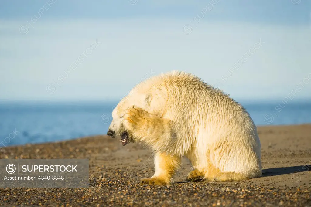 Juvenile Polar bear (Ursus maritimus) rubbing its face, Beaufort Sea, Arctic National Wildlife Refuge, North Slope, Alaska, USA