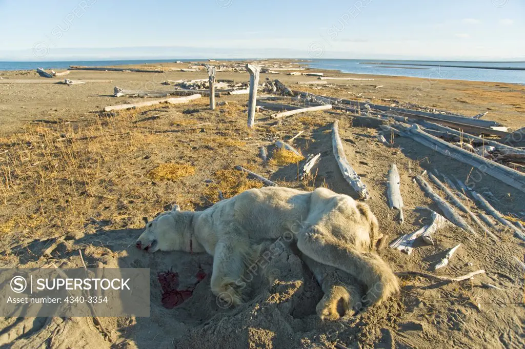 Dead Polar bear (Ursus maritimus) on a barrier island in autumn, Beaufort Sea, Arctic National Wildlife Refuge, North Slope, Alaska, USA