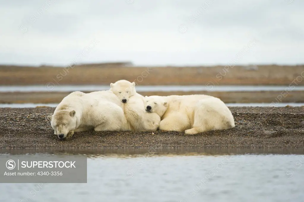 Polar bear (Ursus maritimus) sow with cubs resting on barrier island, Bernard Spit, Arctic National Wildlife Refuge, North Slope, Alaska, USA