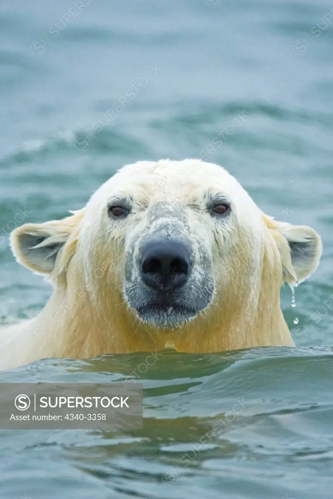 Polar bear cub (Ursus maritimus) swimming in the Beaufort Sea, Arctic National Wildlife Refuge, North Slope, Alaska, USA