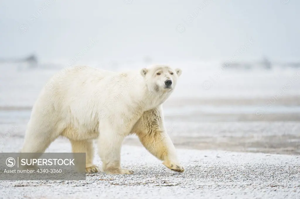 Polar bear (Ursus maritimus) sow walking on barrier island, Bernard Spit, Arctic National Wildlife Refuge, North Slope, Alaska, USA