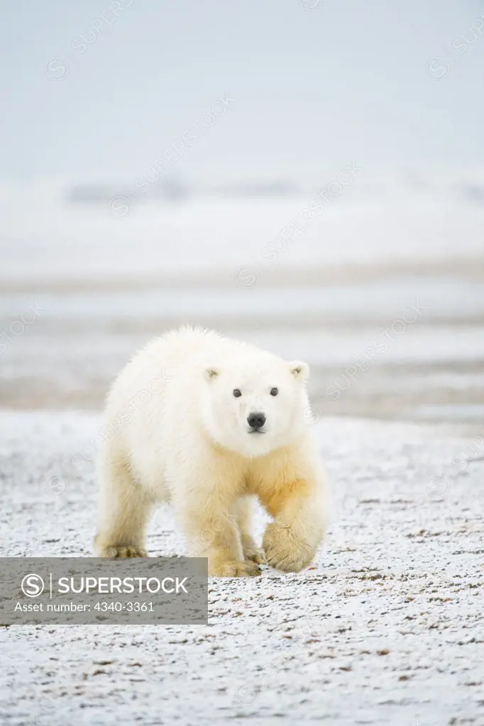 Polar bear (Ursus maritimus) cub walking on barrier island, Bernard Spit, Arctic National Wildlife Refuge, North Slope, Alaska, USA
