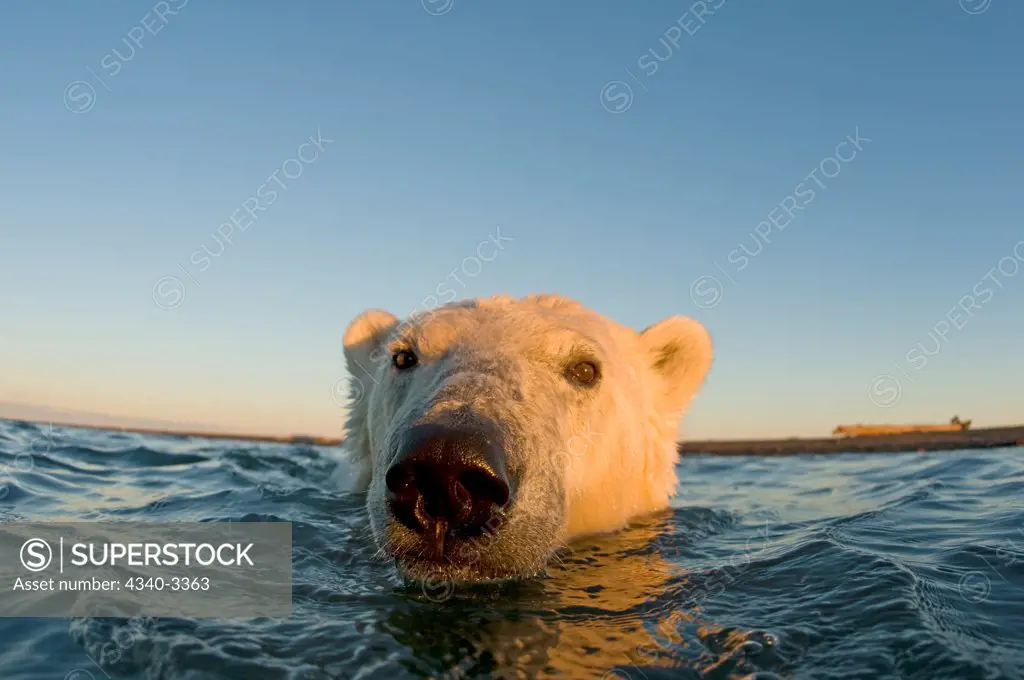 Polar bear (Ursus maritimus) swimming in the Beaufort Sea, Arctic National Wildlife Refuge, North Slope, Alaska, USA