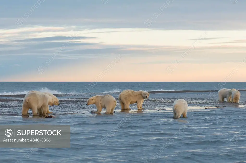 Polar bear (Ursus maritimus) pairs of sows with cubs on a barrier island, Bernard Spit, Arctic National Wildlife Refuge, North Slope, Alaska, USA
