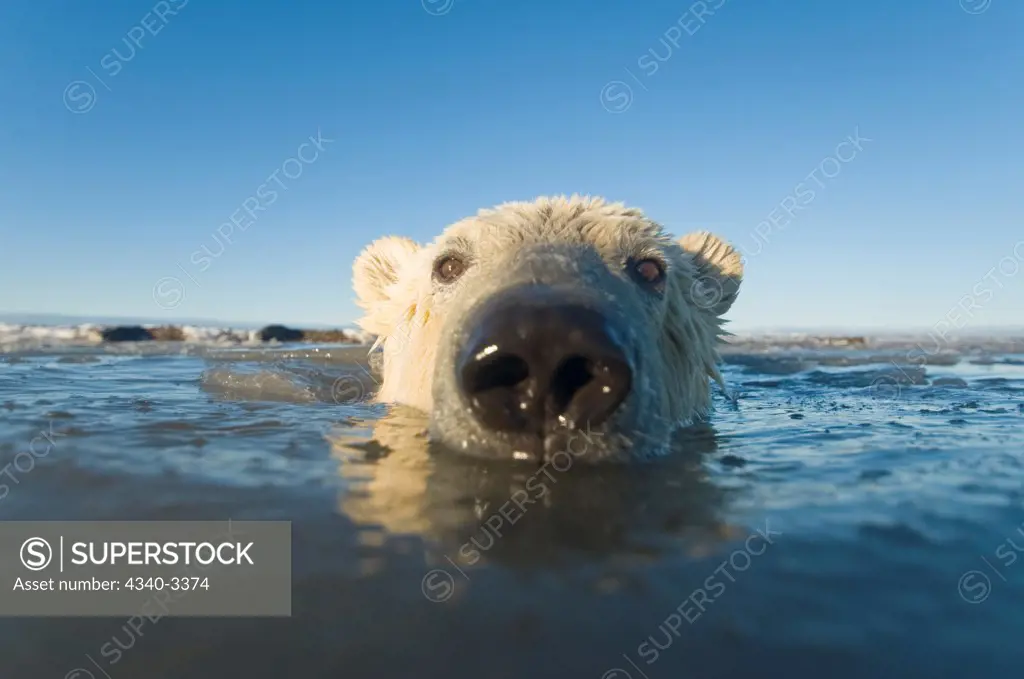 Juvenile Polar bear (Ursus maritimus) in freezing water, Beaufort Sea, Bernard Spit, Arctic National Wildlife Refuge, North Slope, Alaska, USA