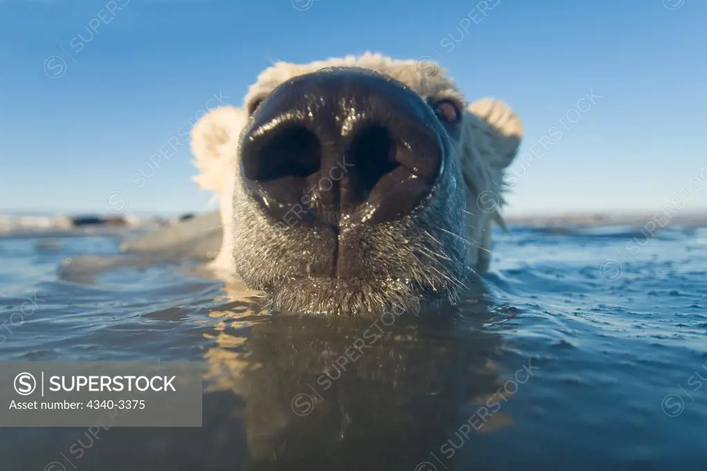 Juvenile Polar bear (Ursus maritimus) in freezing water, Beaufort Sea, Bernard Spit, Arctic National Wildlife Refuge, North Slope, Alaska, USA