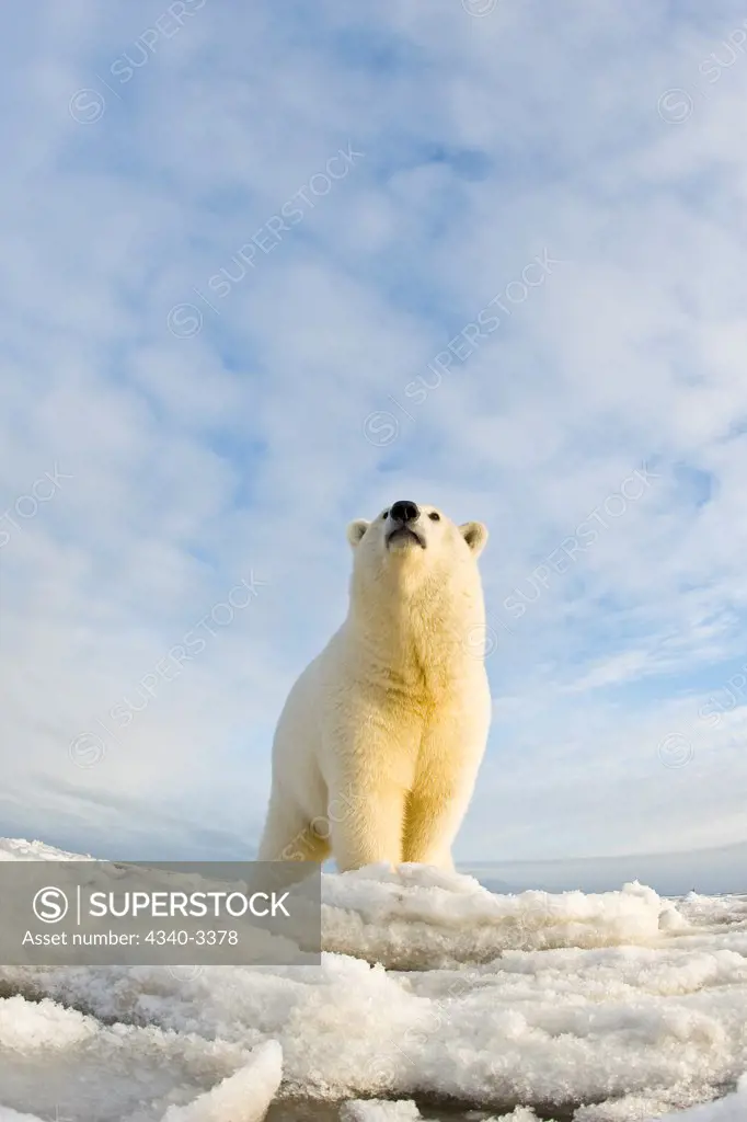 Curious Polar bear cub (Ursus maritimus) on newly formed pack ice, Beaufort Sea, Arctic National Wildlife Refuge, North Slope, Alaska, USA
